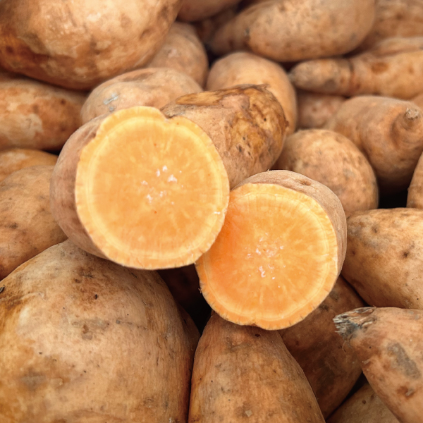 オレンジ系芋の「たまあかね」