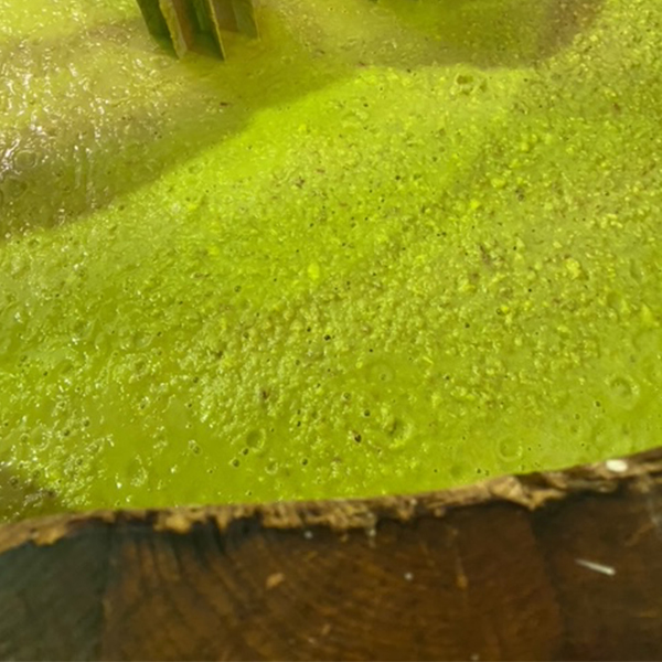 紅まさり芋の、木桶仕込みの様子