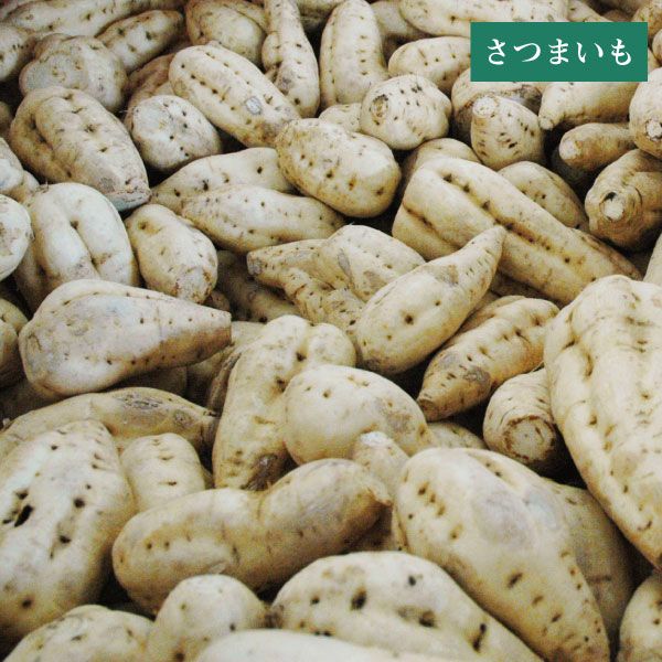 究極の芋焼酎　その初取り