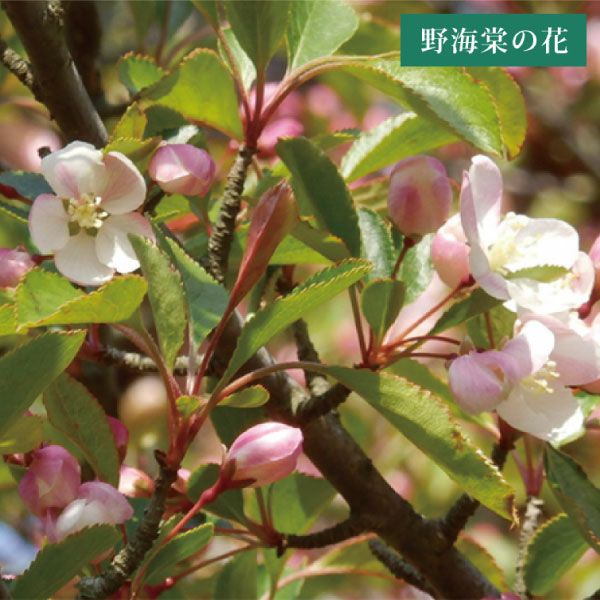 野海棠「ムラサキMasari」